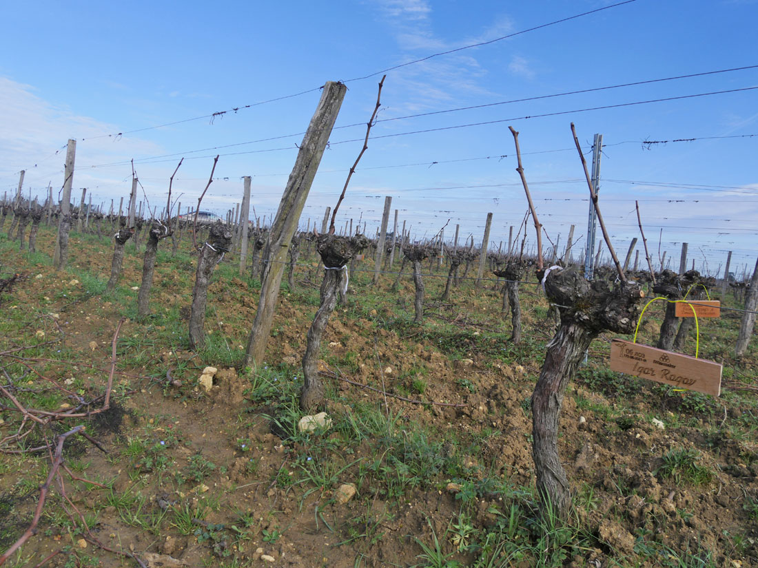 Виноградник на урожай